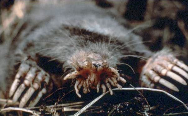 Image of star nosed mole digging