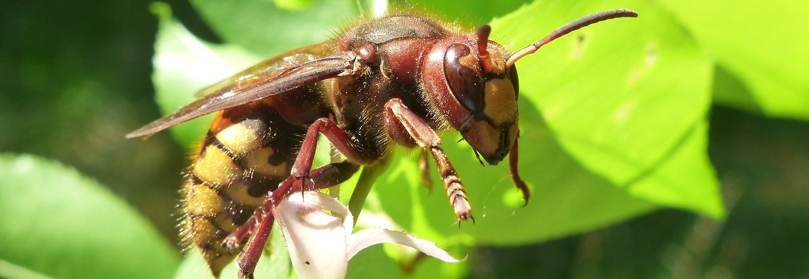 Photo of European Hornet foraging 