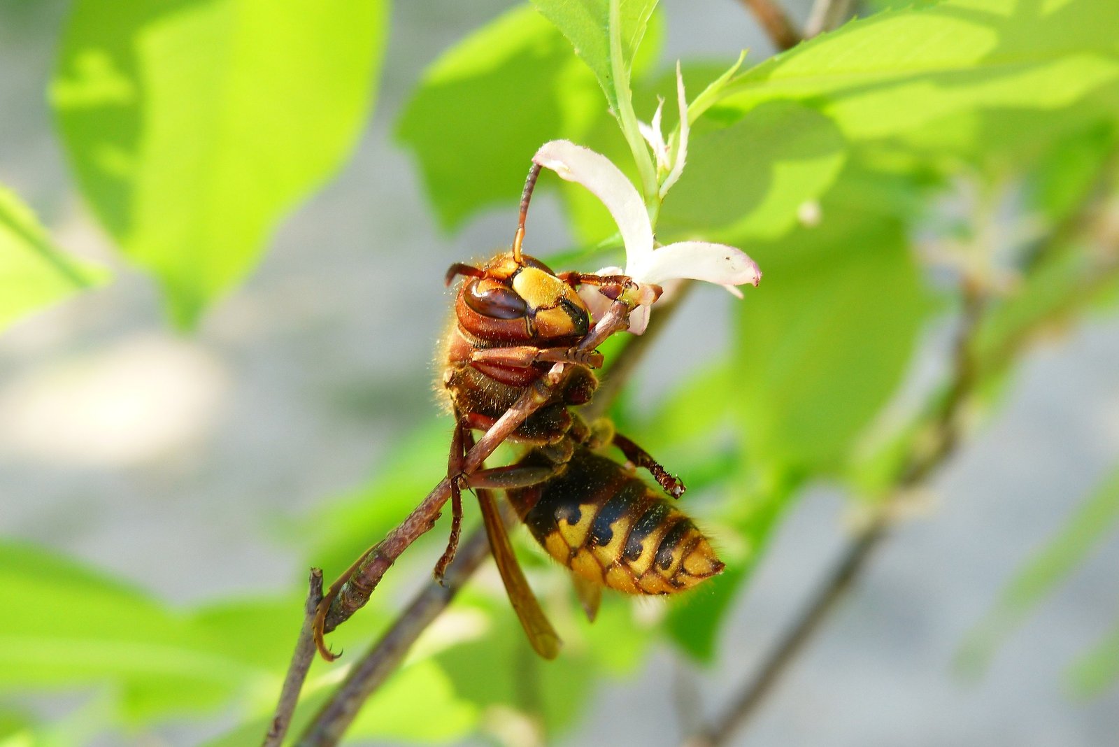 Photograph of European hornet resting on plant