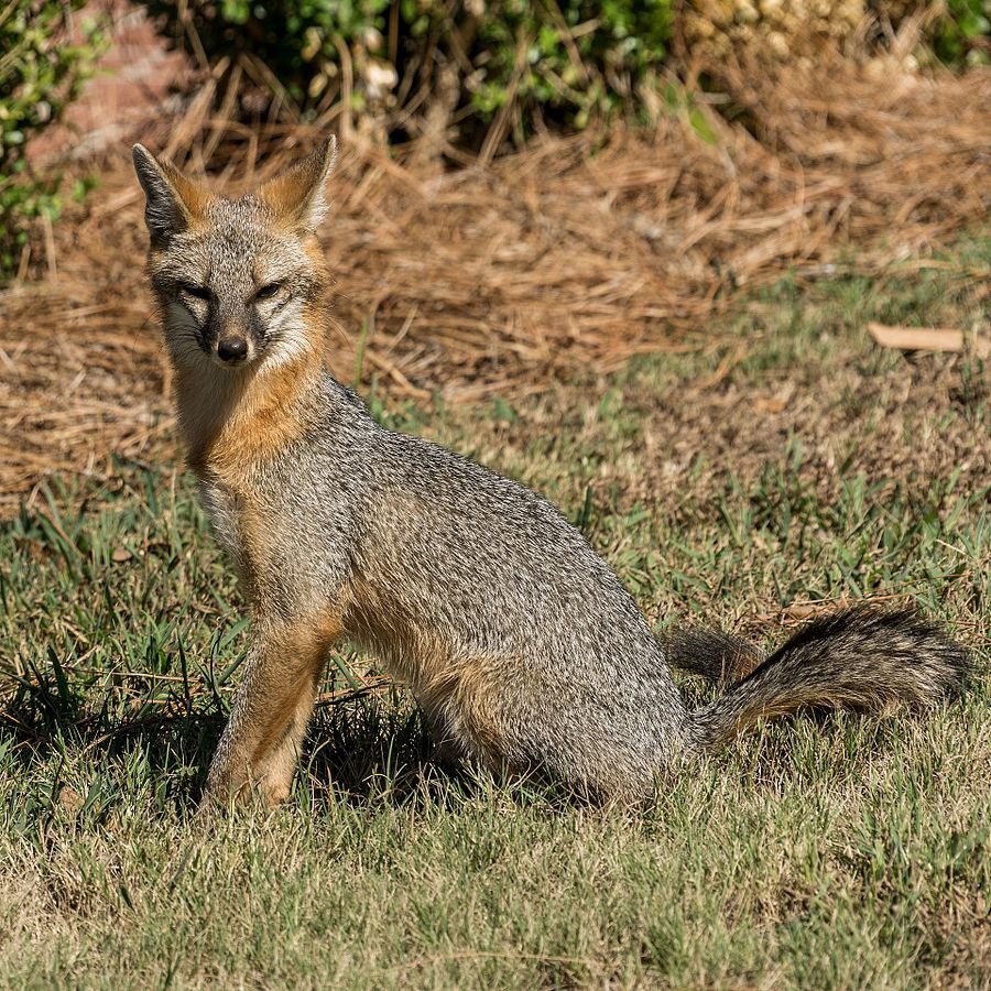 Photo of gray fox in forested area