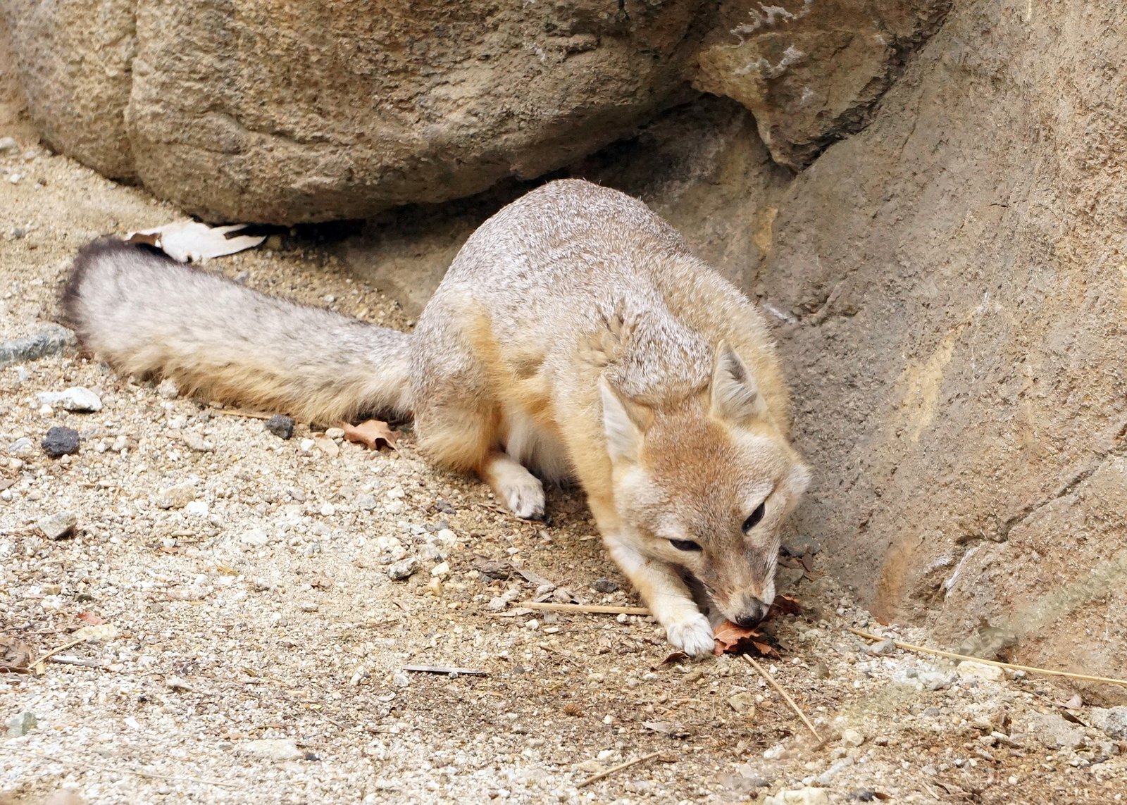 Picture of kit fox climbing rocks