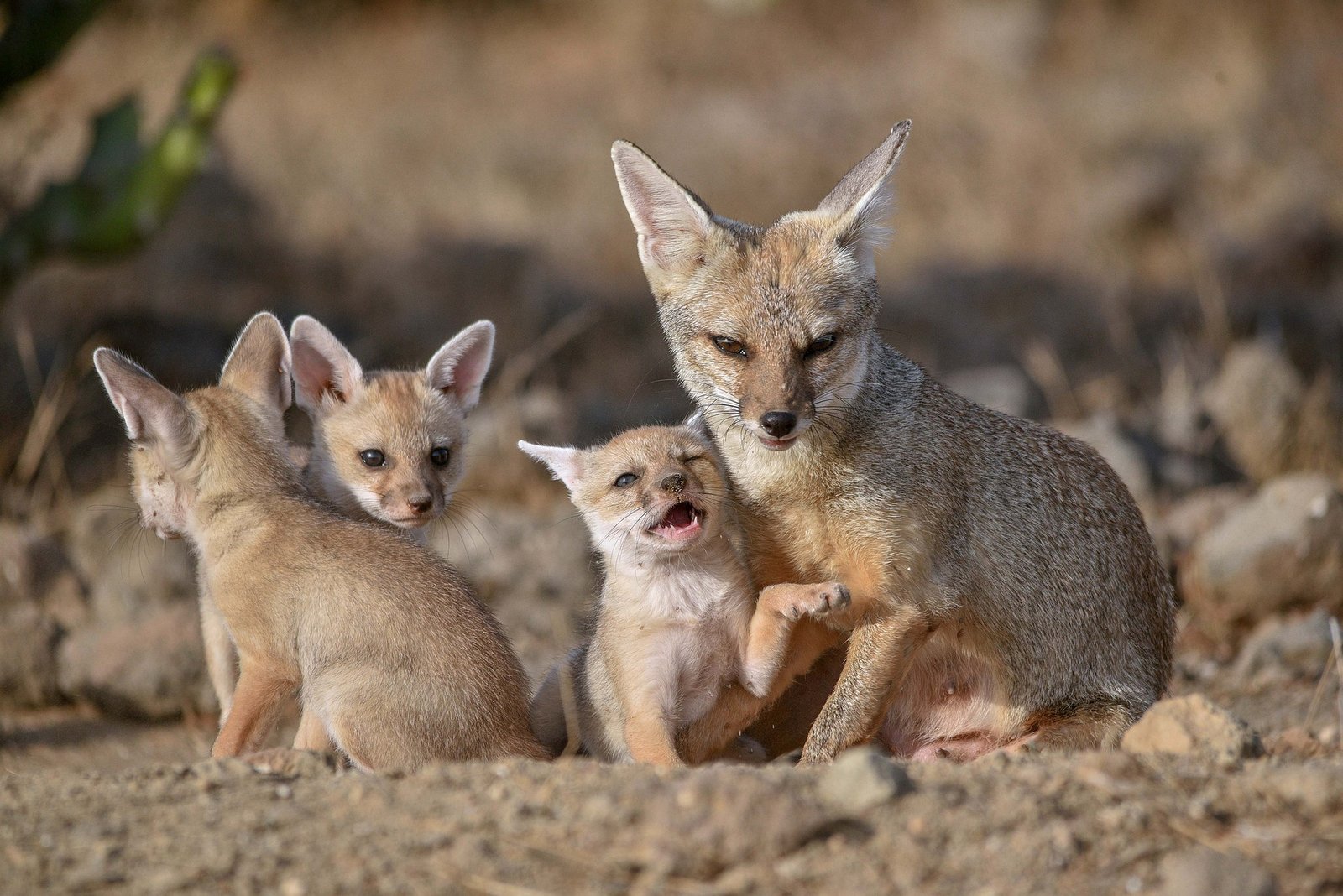 Image of kit fox mother and pups