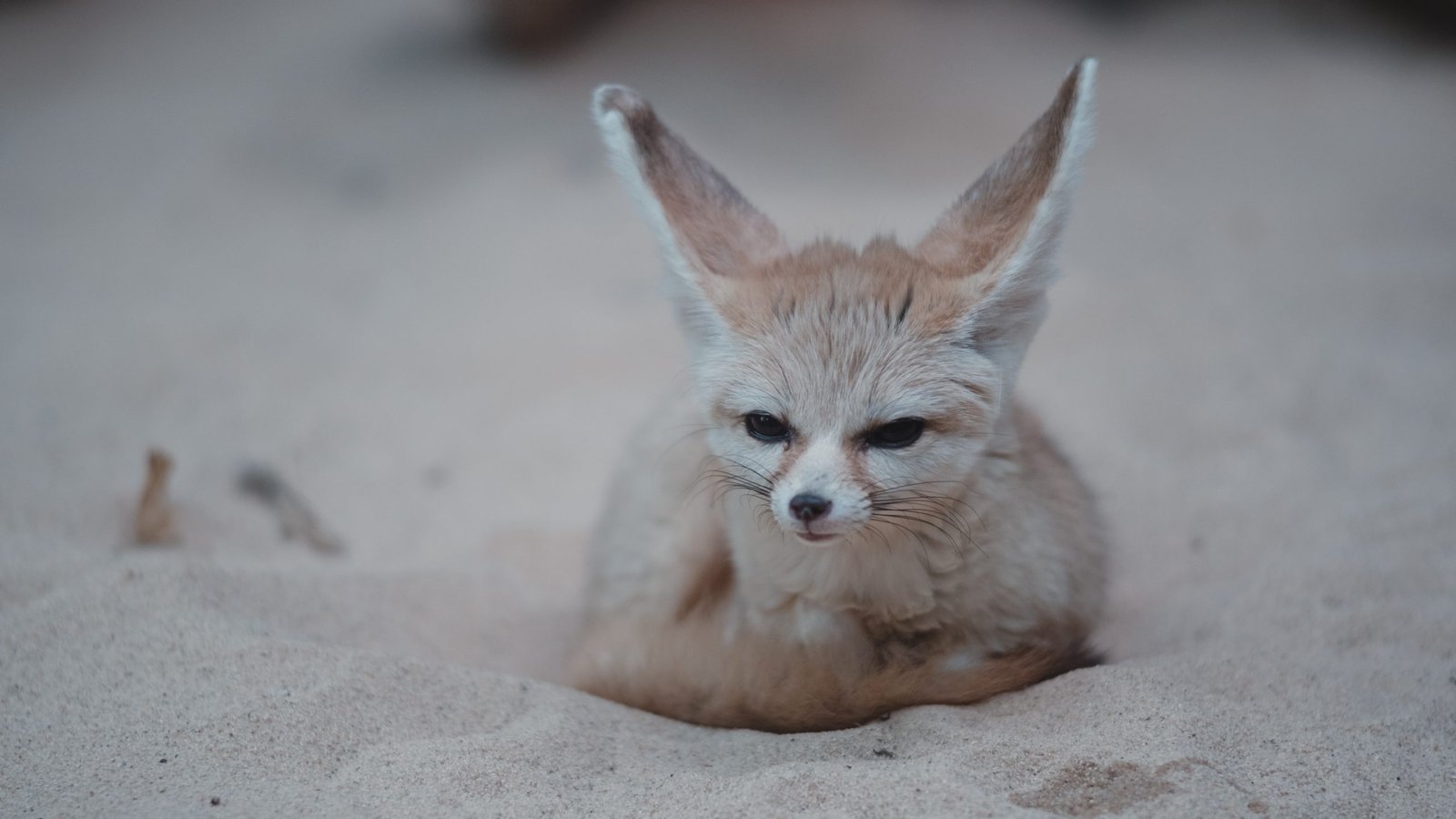 Photo of kit fox sitting in sand