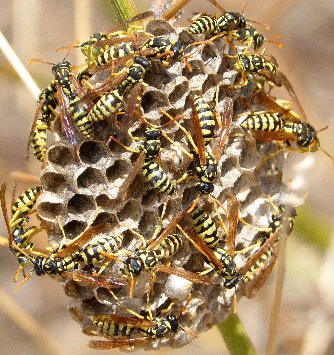 Image of paper wasp nest