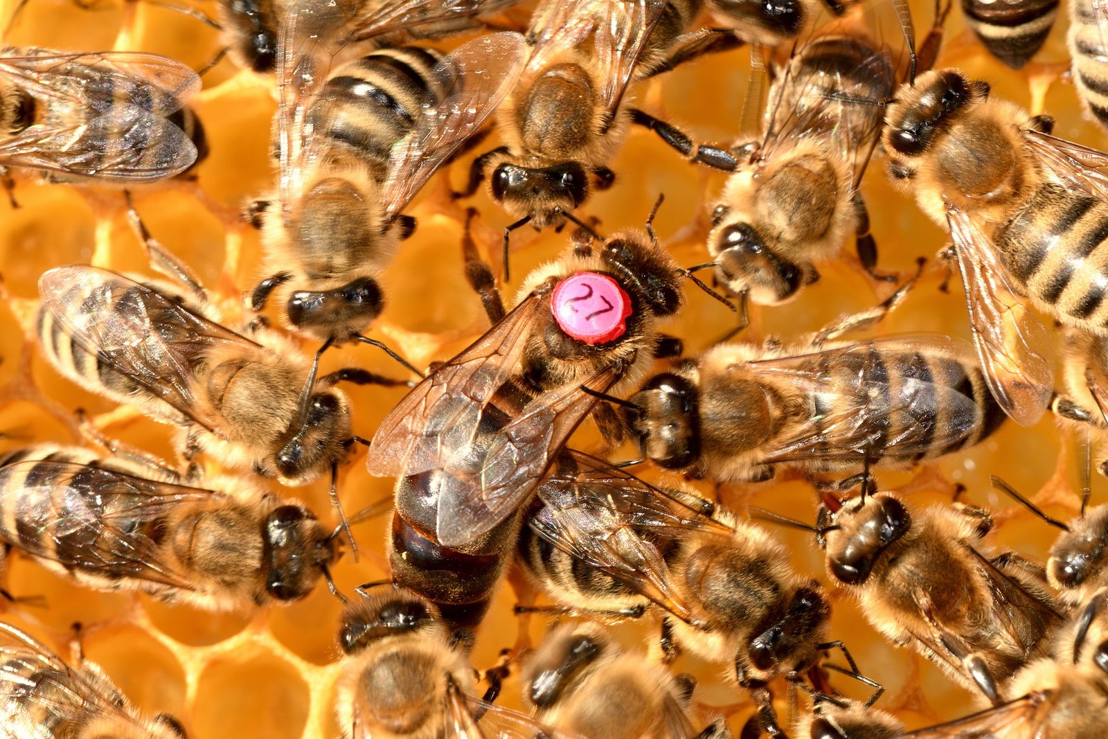 Image of a queen honey bee in her colony 