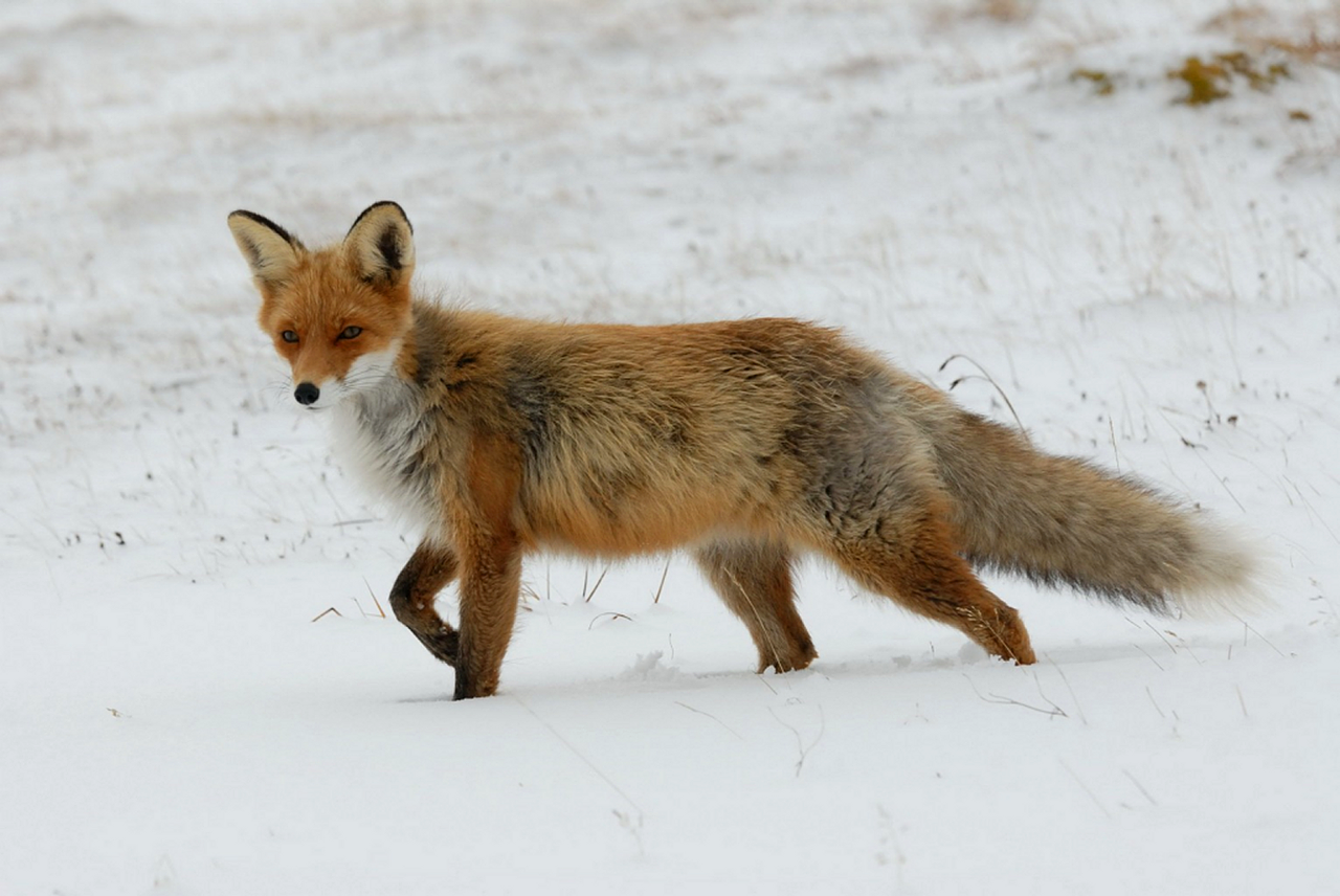 Image of red fox traveling in snow