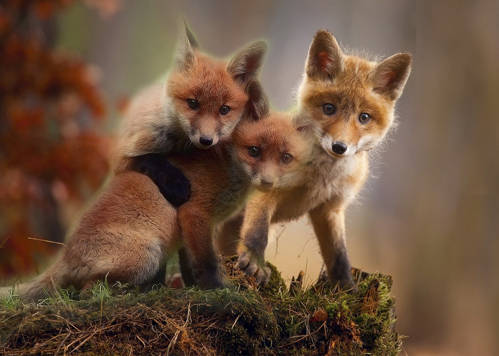 Picture of baby red foxes called kits