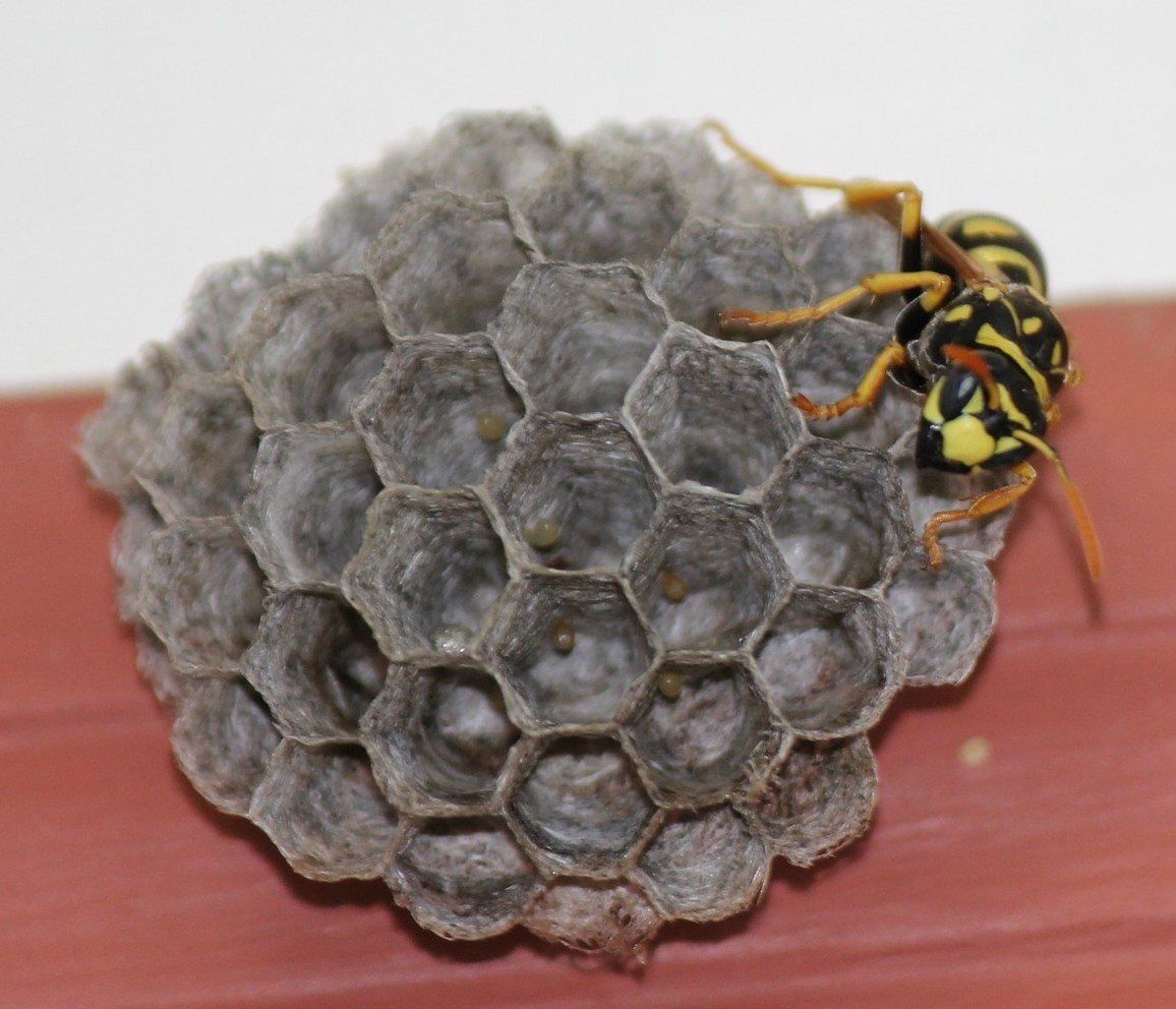 Picture of yellow jacket wasp building a nest