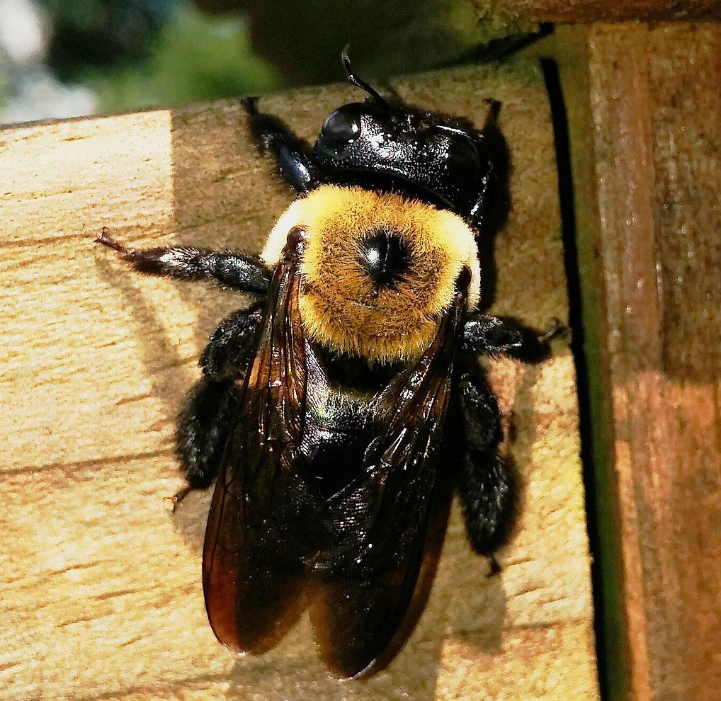 Image of carpenter bee chewing on wood