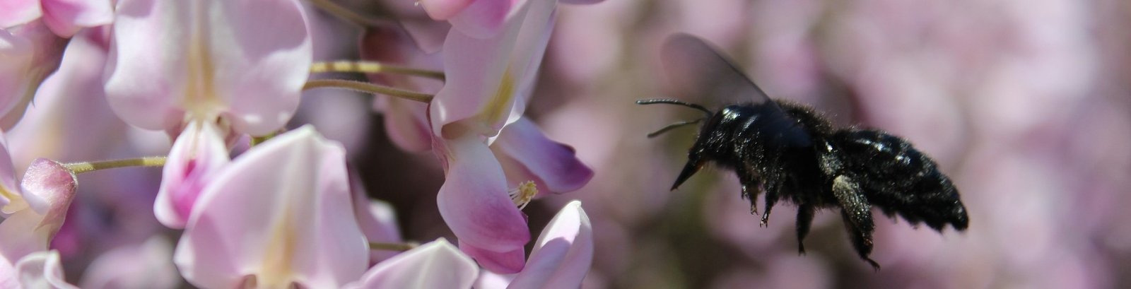 Image of carpenter bee attempting to extract nectar