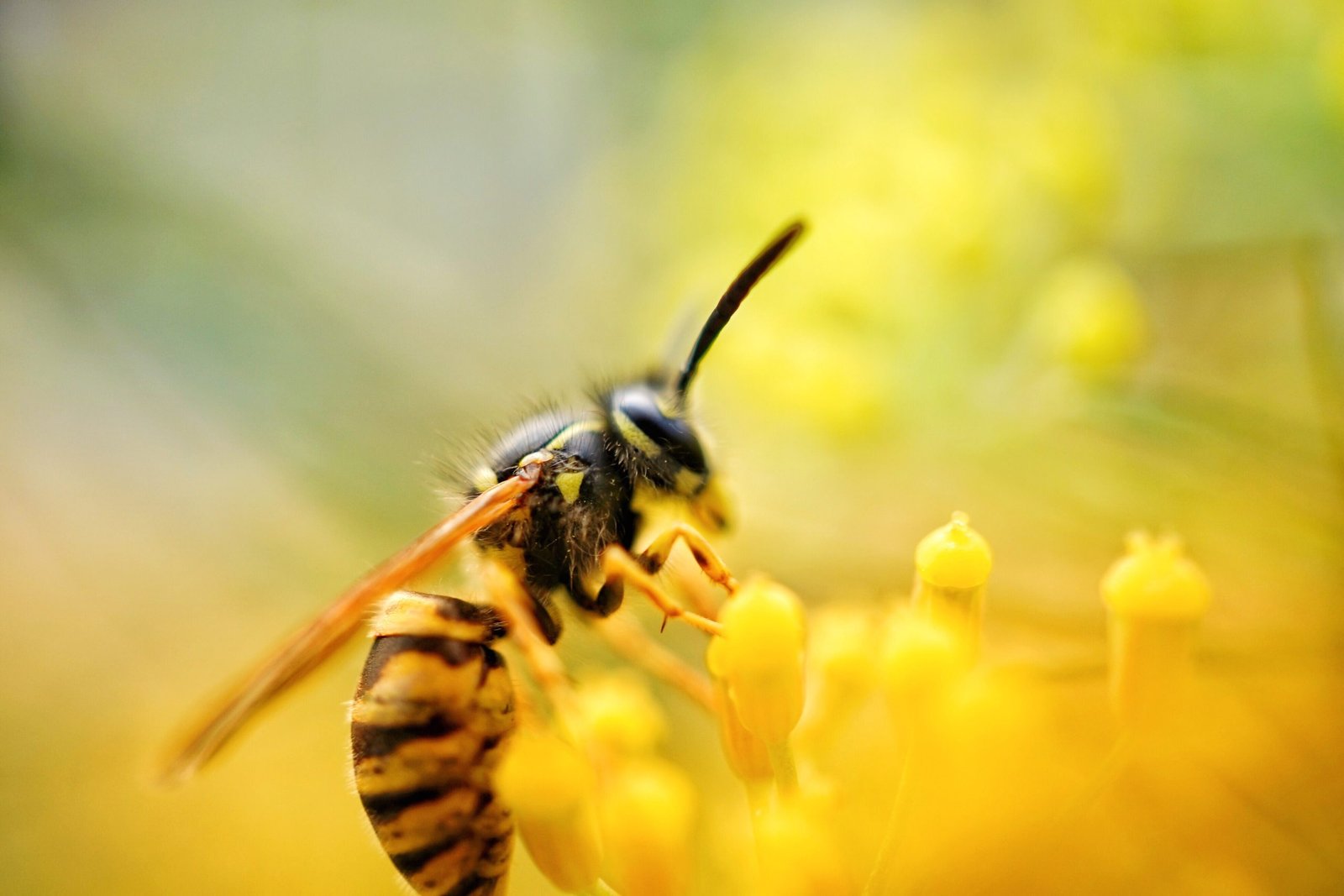 Image of wasp extracting nectar 