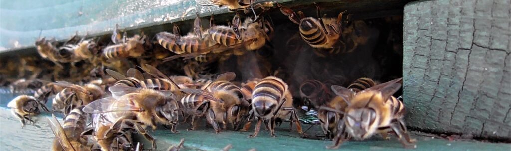Photograph of honey bees swarming to form a new colony