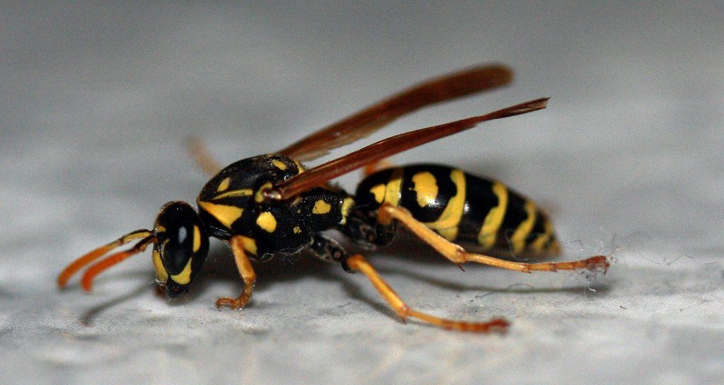 Photo of yellow jacket wasp