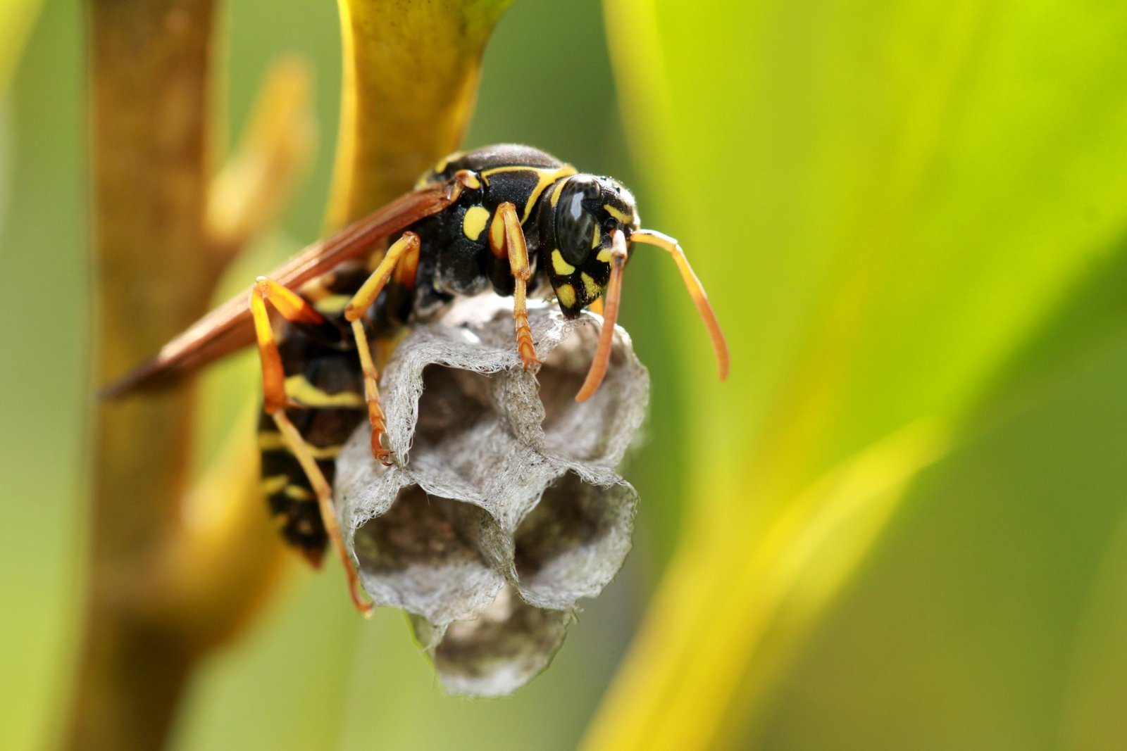 Image of paper wasp queen constructing nest