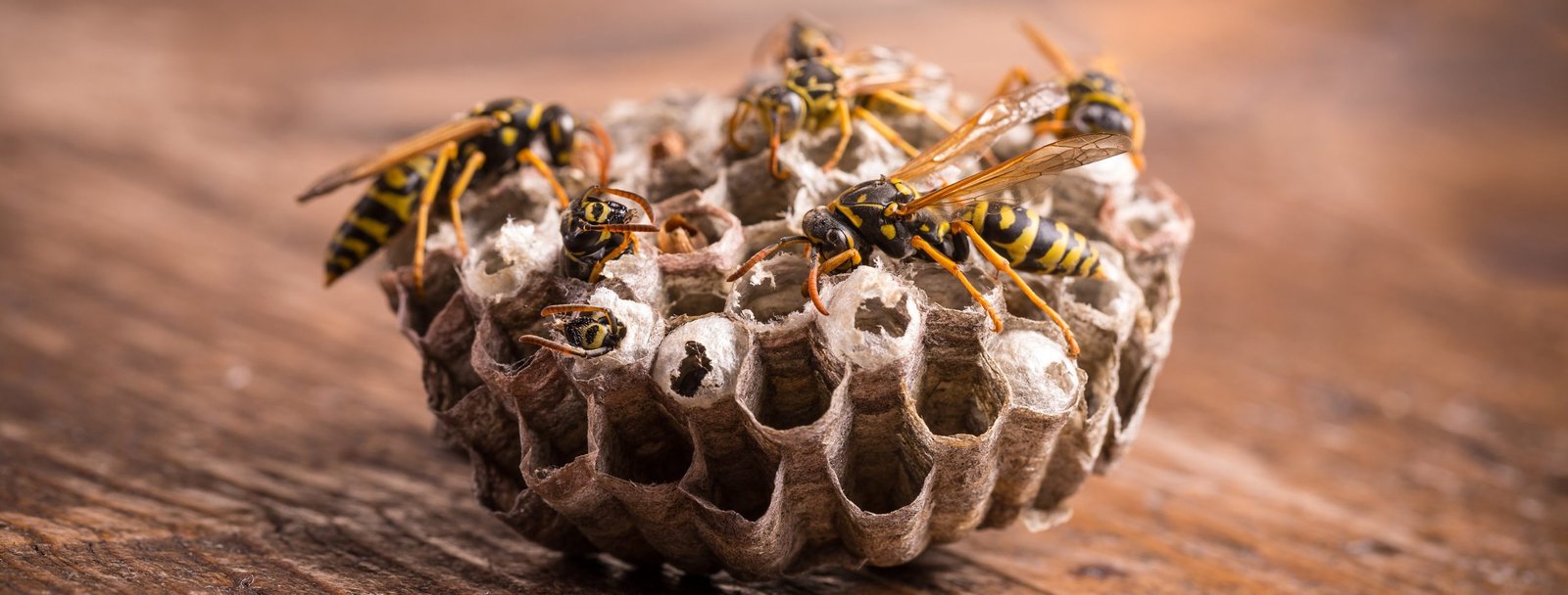 Photo of paper wasp nest on wooden board