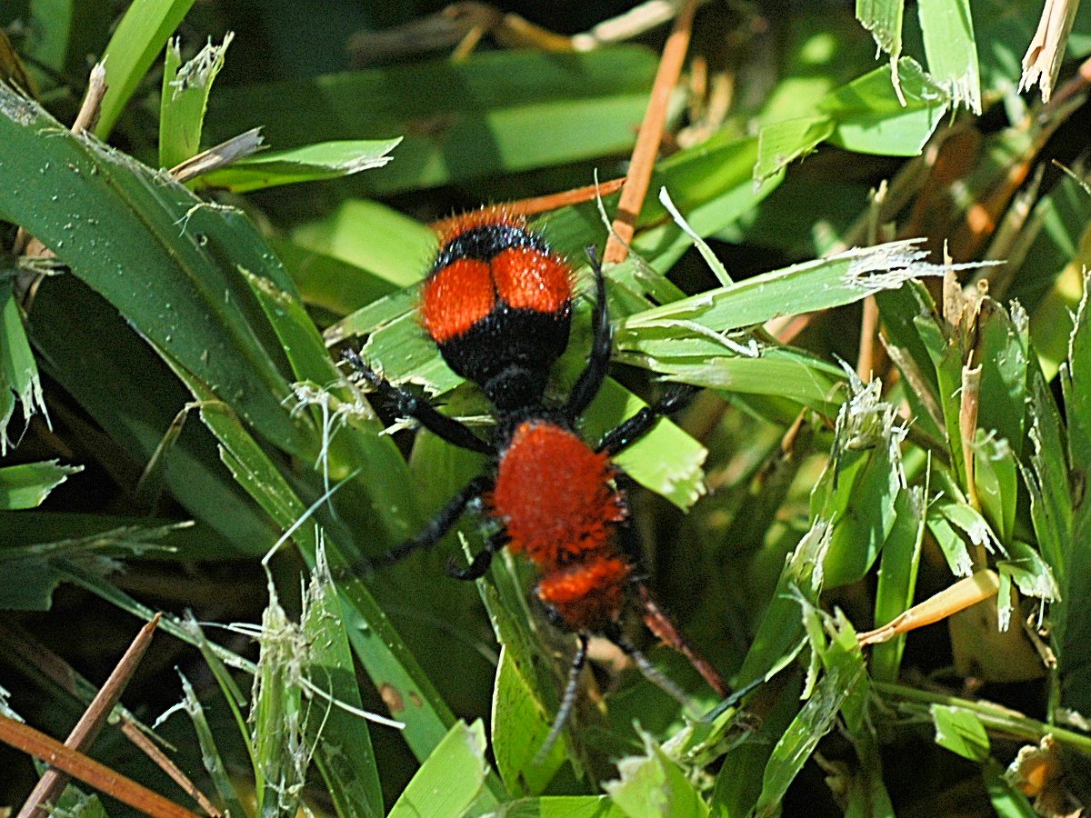 Image of velvent ant foraging for nectar