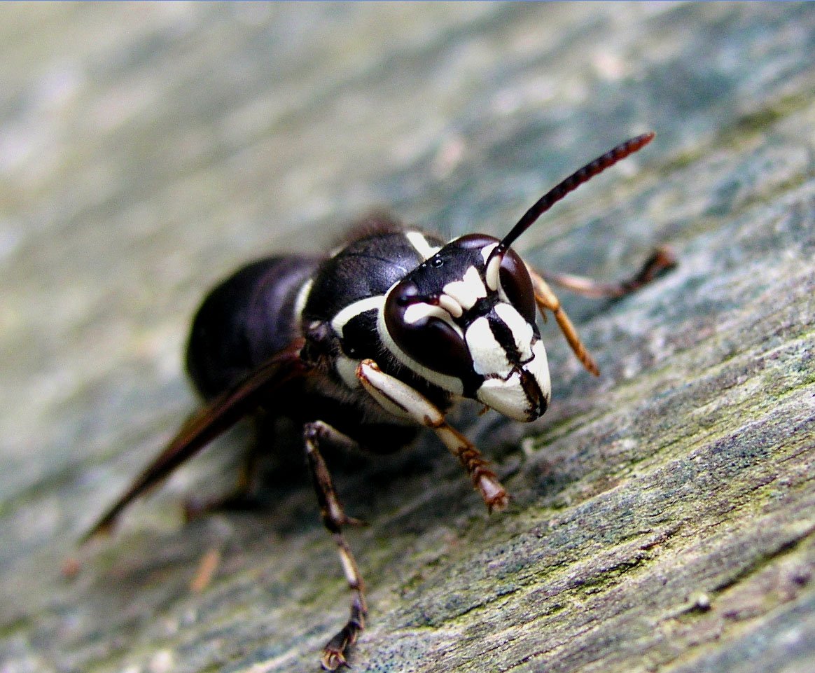 Picture of bald faced hornet on tree branch