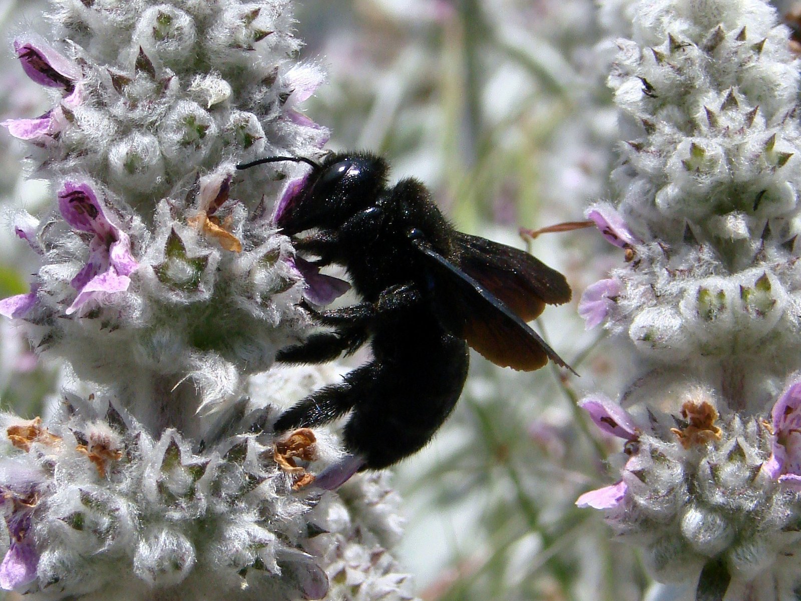 Picture of carpenter bee pollinating flower 
