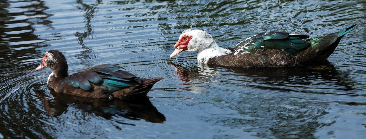 Image of Muscovy ducks swimming