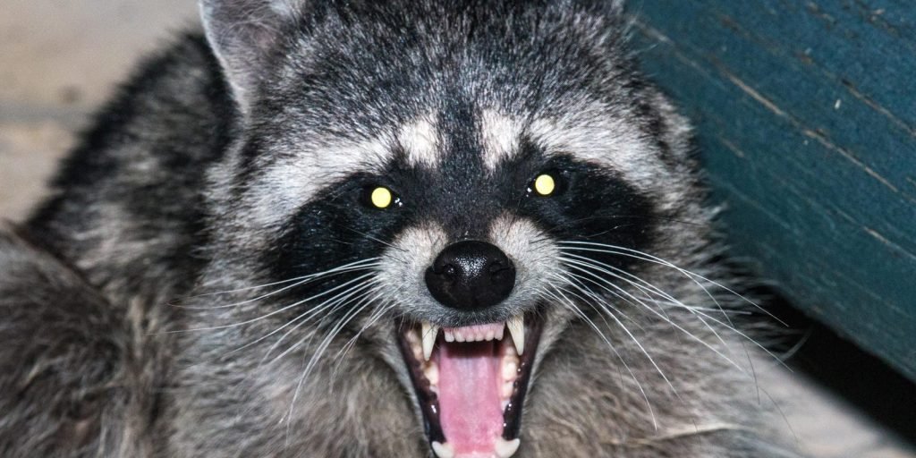 Image of a rabid raccoon