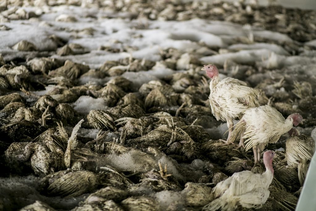 Image of chickens infected with Avian Influenza