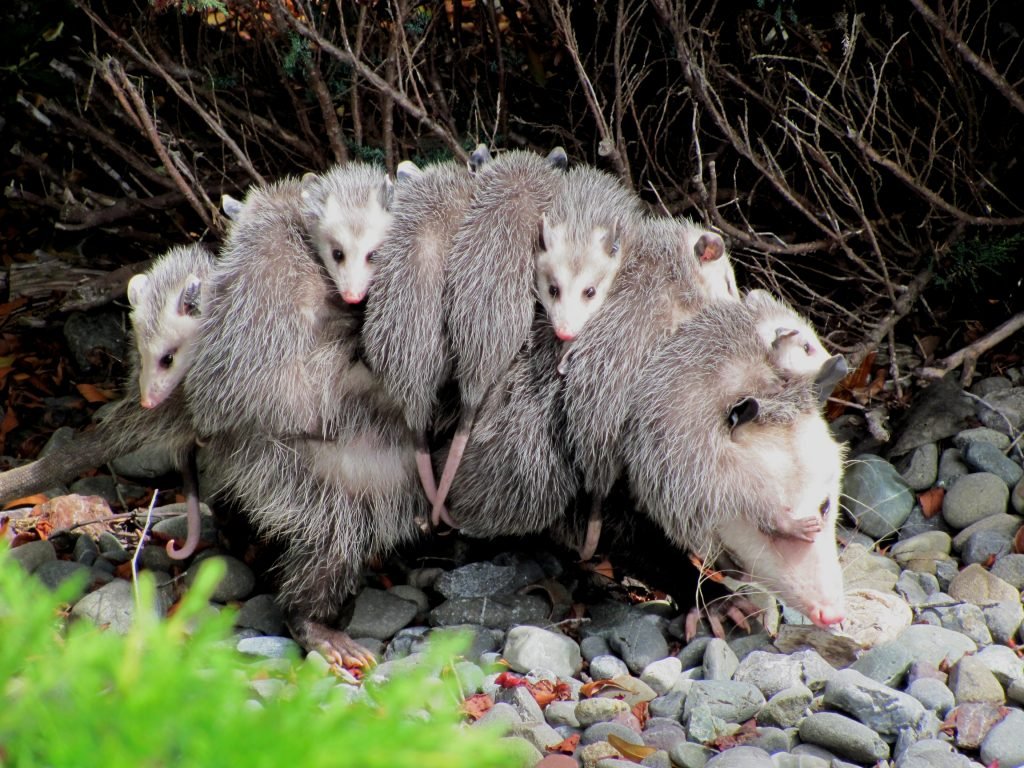 Photo of opossum mother carrying young
