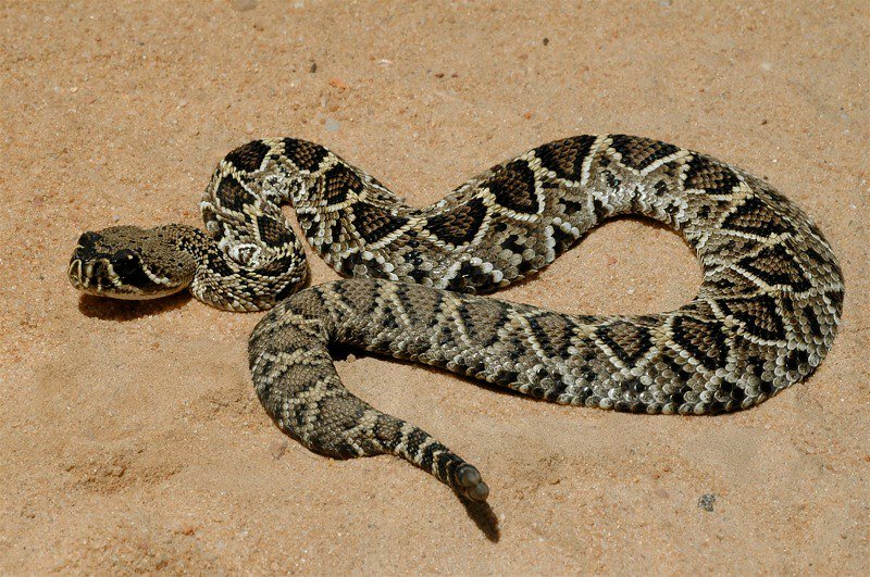 Image of eastern diamondback rattlesnake