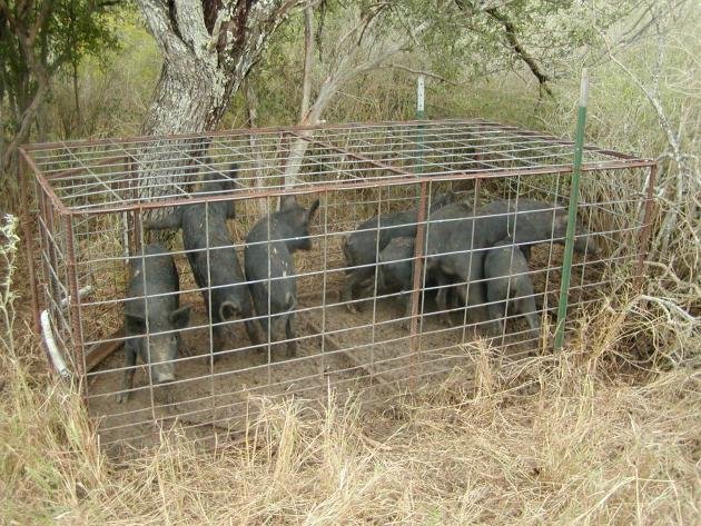 Photograph of feral pig trap 
