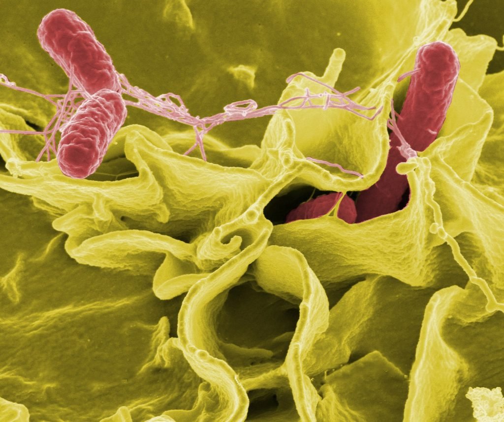Image of bacteria that makes up Salmonella