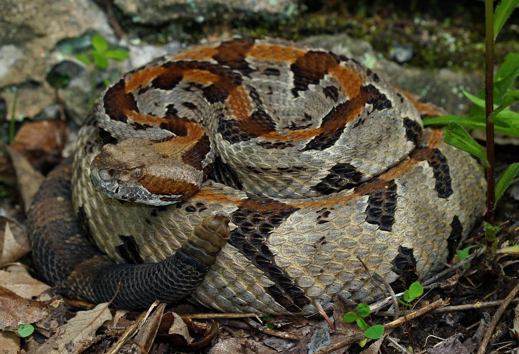 Picture of timber rattlesnake
