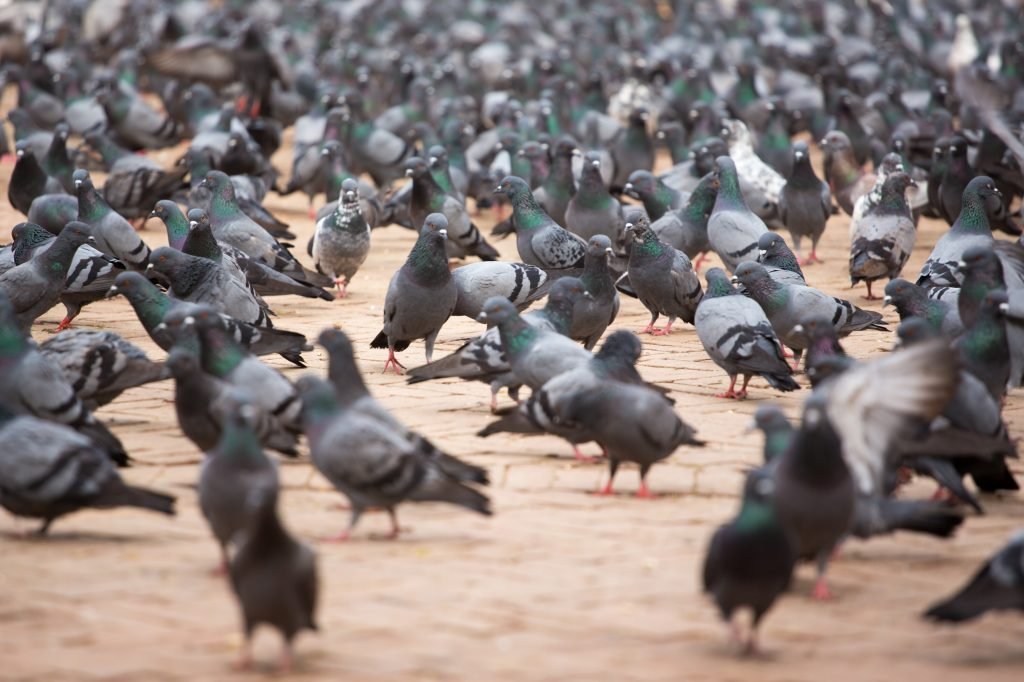 Image of a large flock of pigeons in a city