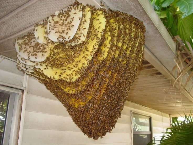Image of honey bee nest on home's ceiling 
