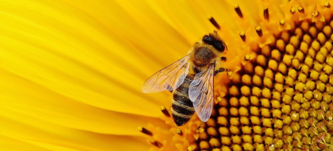 Image of bee pollinating sun flower