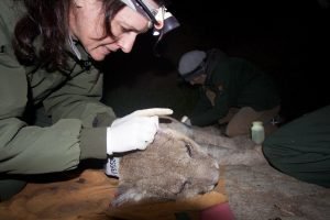 Picture of bobcat being treated for mange