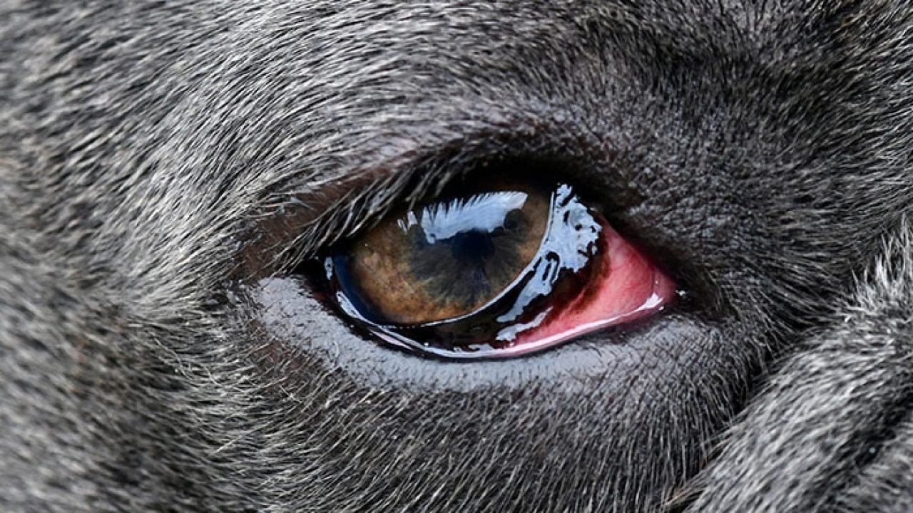 Photo of dog eye with Conjunctivitis