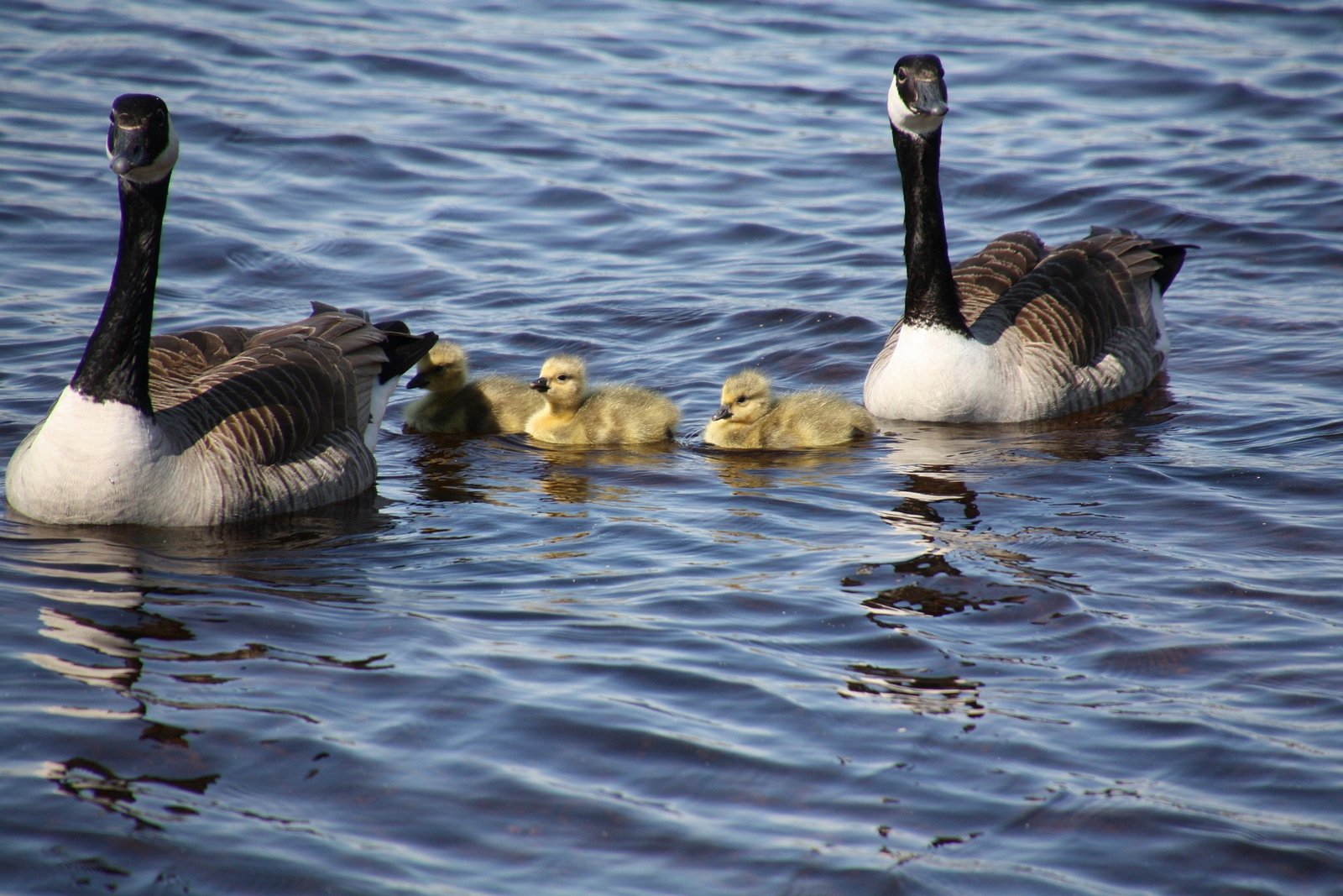 Picture of a Canadian Geese family