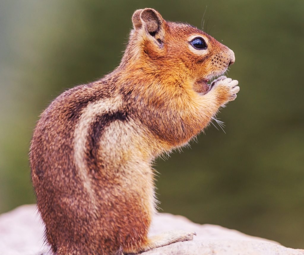 Photograph of chipmunk chewing