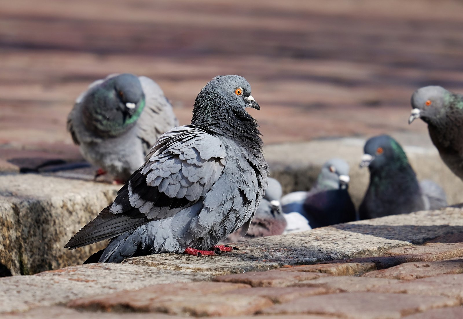 Photograph of pigeons sitting in the street