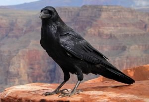 Photo of crow carrying west nile virus