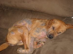 Image of a dog with the mange disease 