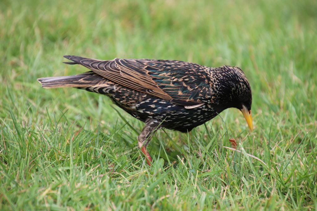 Picture of european starling feeding in grass