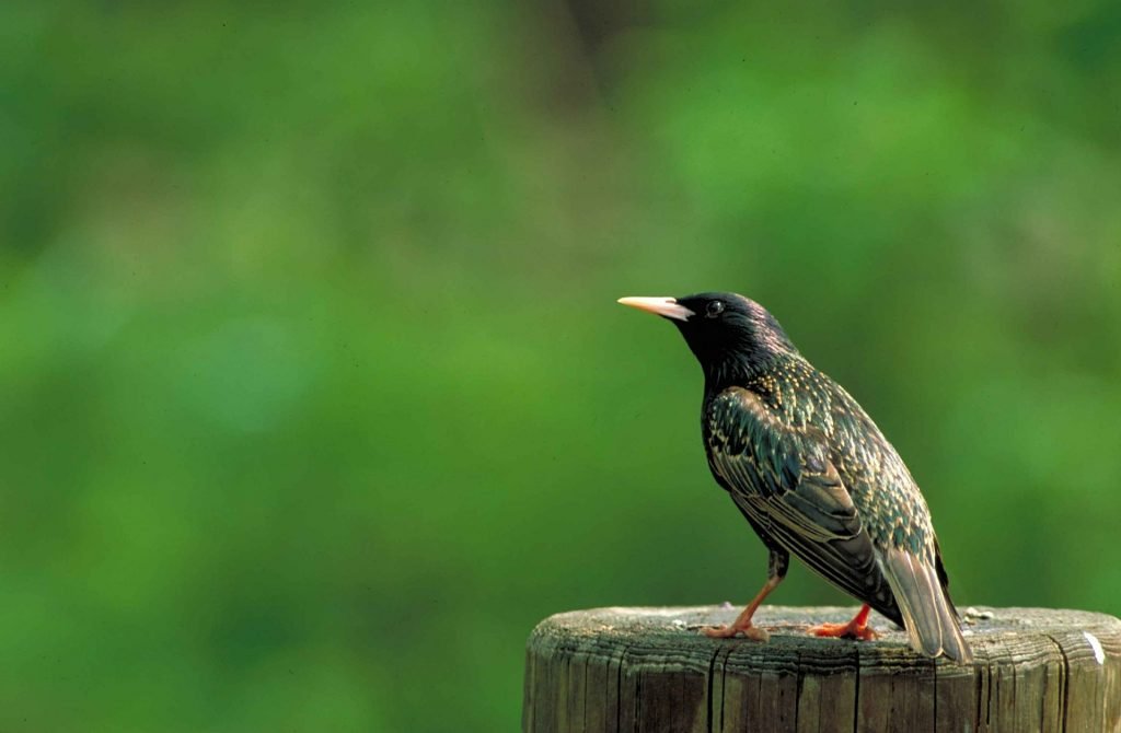 Photograph of european starling 