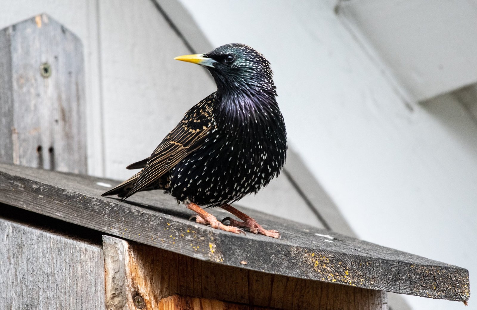 Photo of a european starling sitting on a shed