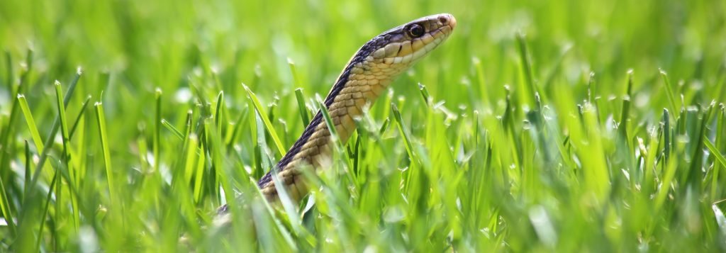 Picture of garter snake peeking out of grass