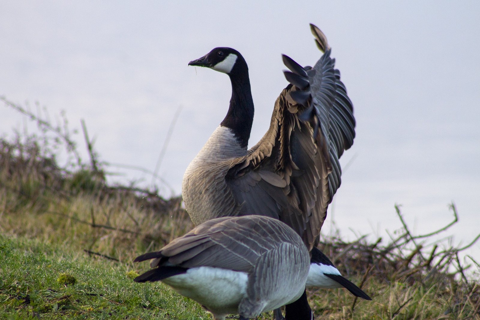 Image of Canadian goose flapping wings