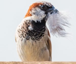 Image of house sparrow collecting feathers