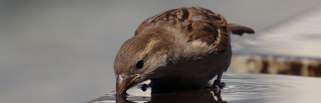 Picture of house sparrow drinking from puddle