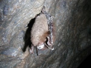 Photo of bat infected with white nose syndrome
