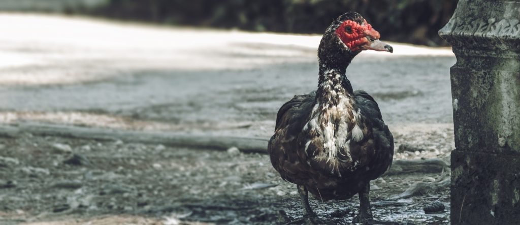Image of Muscovy duck on the street