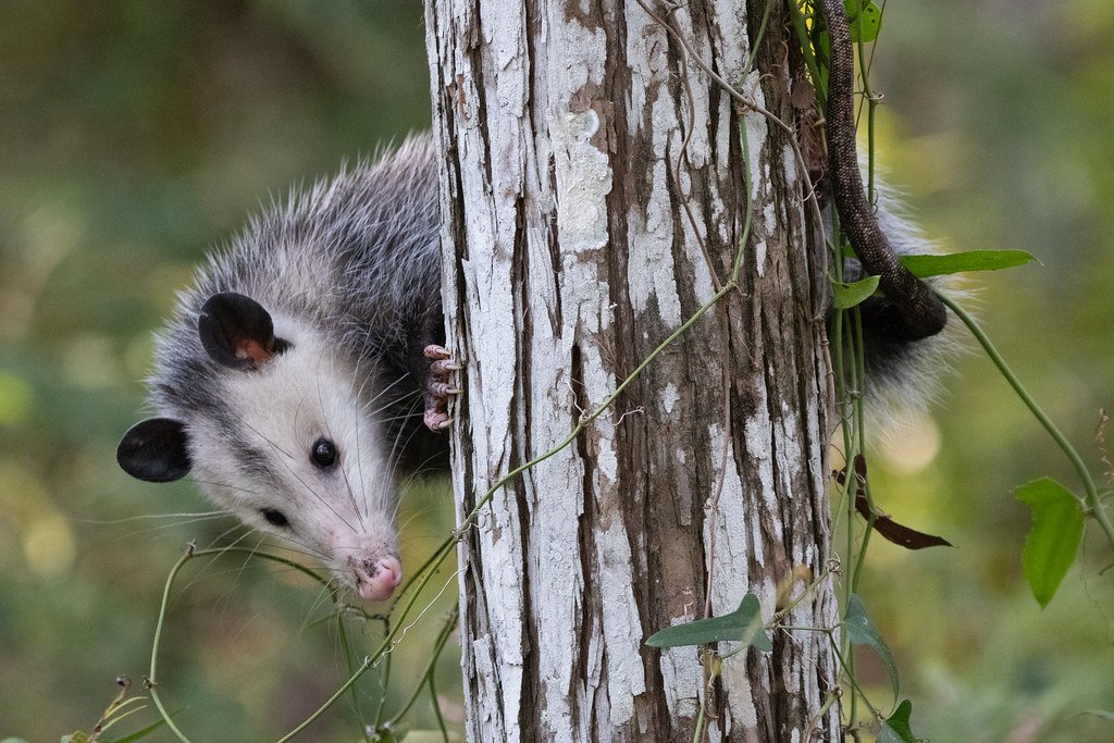 Picture of opossum climbing tree
